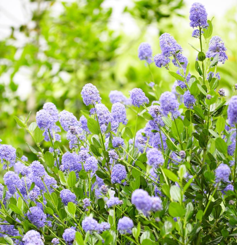 ceanothe ceanothus