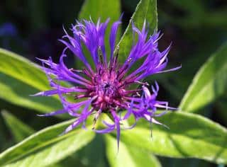 centauree montagne - centaurea montana