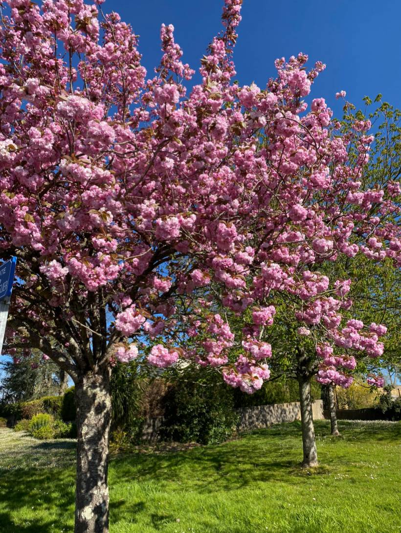 Cerisier à fleurs : plantation, floraison et entretien