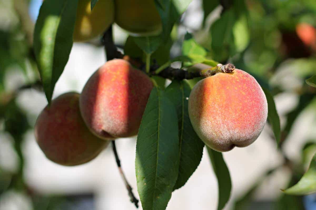 choisir fruitier adapté climat region