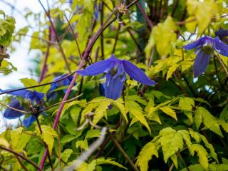 clematis alpina