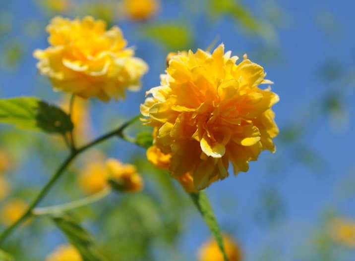 Corête du Japon - Kerria Japonica : plantation, taille, entretien