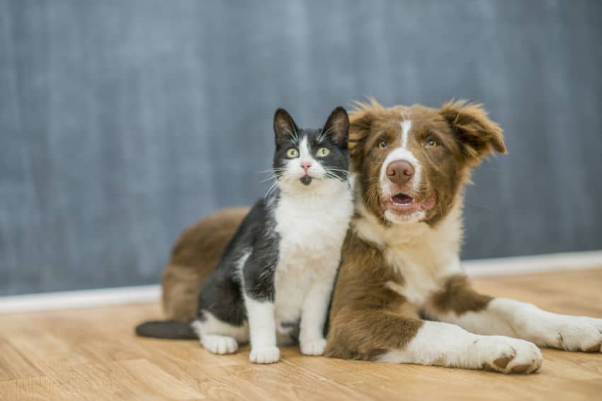 Coronavirus Chien Chat Et Animaux Le Point Face Au Confinement