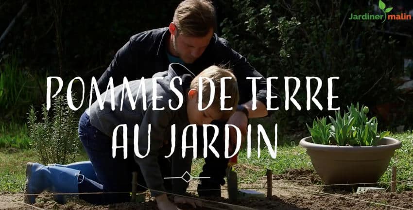 cultiver pomme de terre jardin