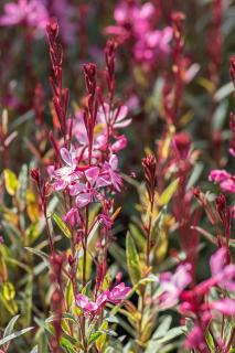 Gaura : plantation, taille et conseils d'entretien des fleurs