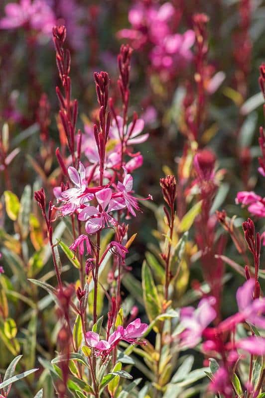 Gaura : plantation, taille et conseils d'entretien des fleurs