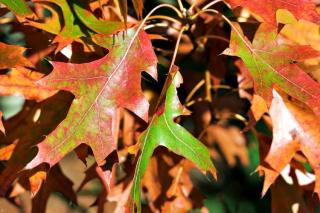 feuille de Quercus coccinea chene ecarlate