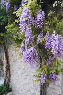 glycine sur un mur en pierre