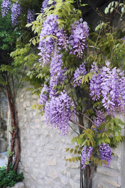 Glycine : culture, entretien et floraison