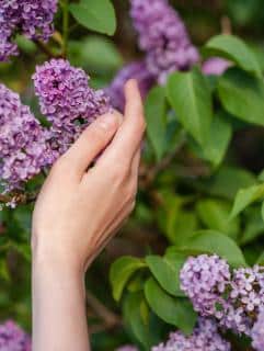 lilas fleur parfum