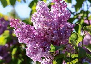 lilas syringa vulgaris