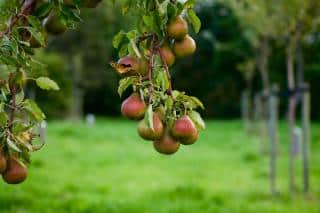 ou planter poirier region climat