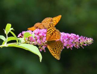 papillon sur un buddleia