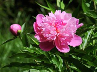 pivoine herbacée - Paeonia lactiflora