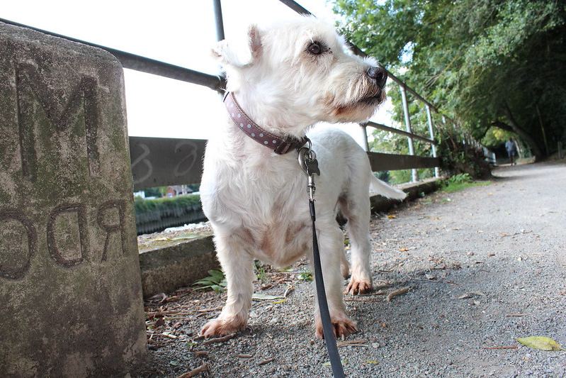 promenade chien coronavirus