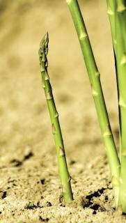 recolte asperge