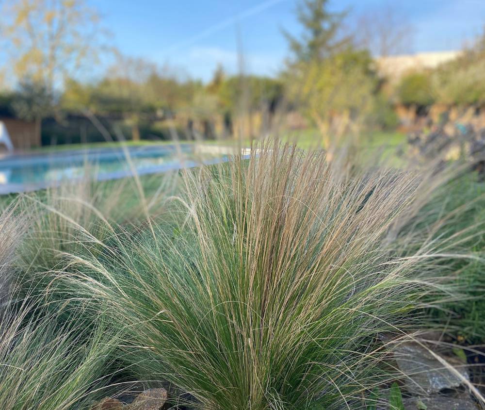 stipa tenuifolia - cheveux d ange