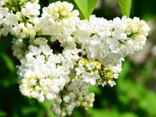 Lilas : plantation et entretien pour une belle floraison