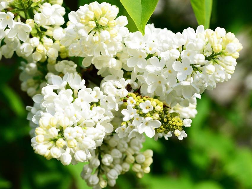 Lilas : plantation et entretien pour une belle floraison