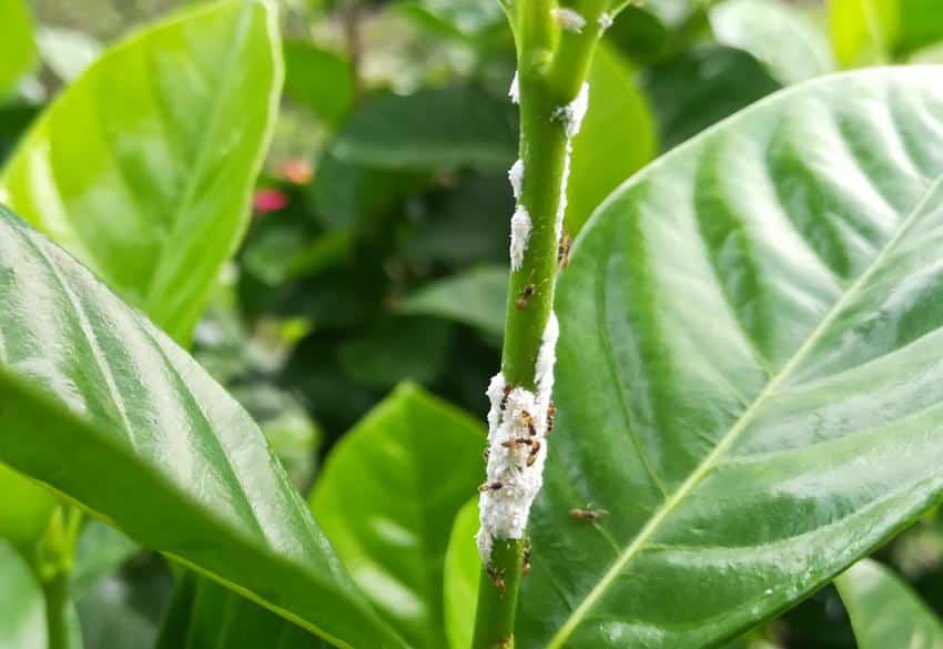 Cochenille : comment s'en débarrasser ?