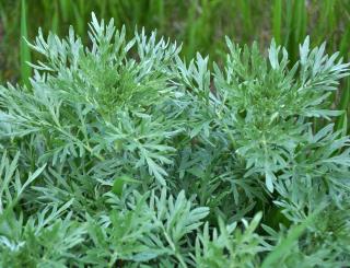 Absinthe - Artemisia absinthium