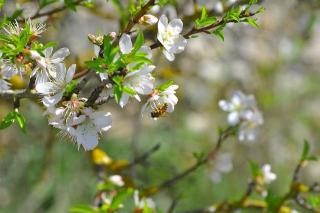 Amandier abeille