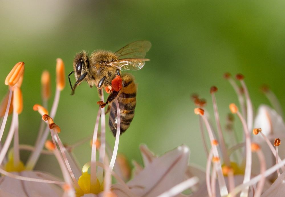 Arbuste qui attire abeille