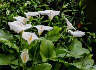 Arum - calla - Zantedeschia aethiopica