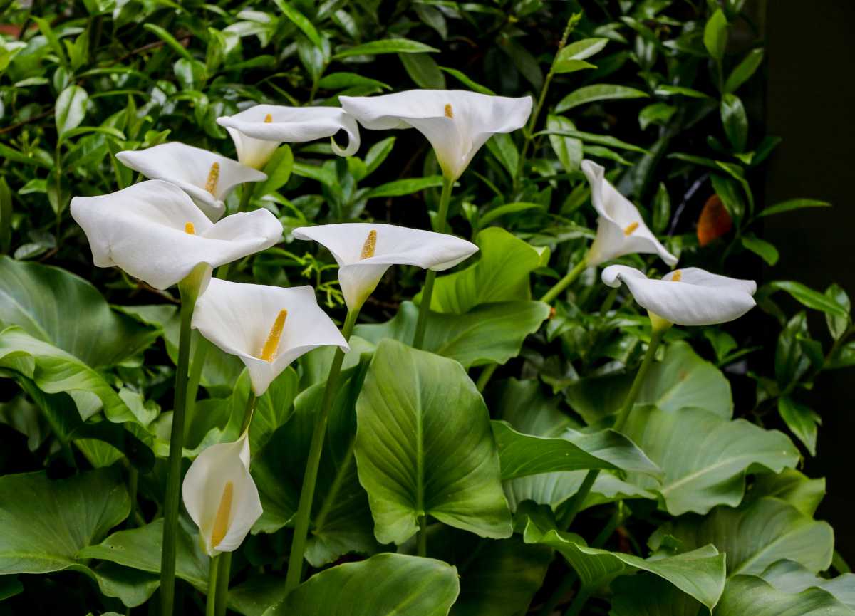 Arum - calla - Zantedeschia aethiopica