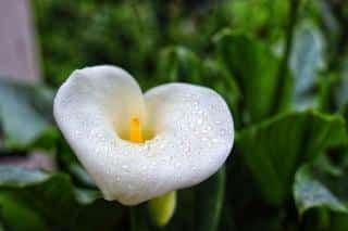 Arum plante toxique