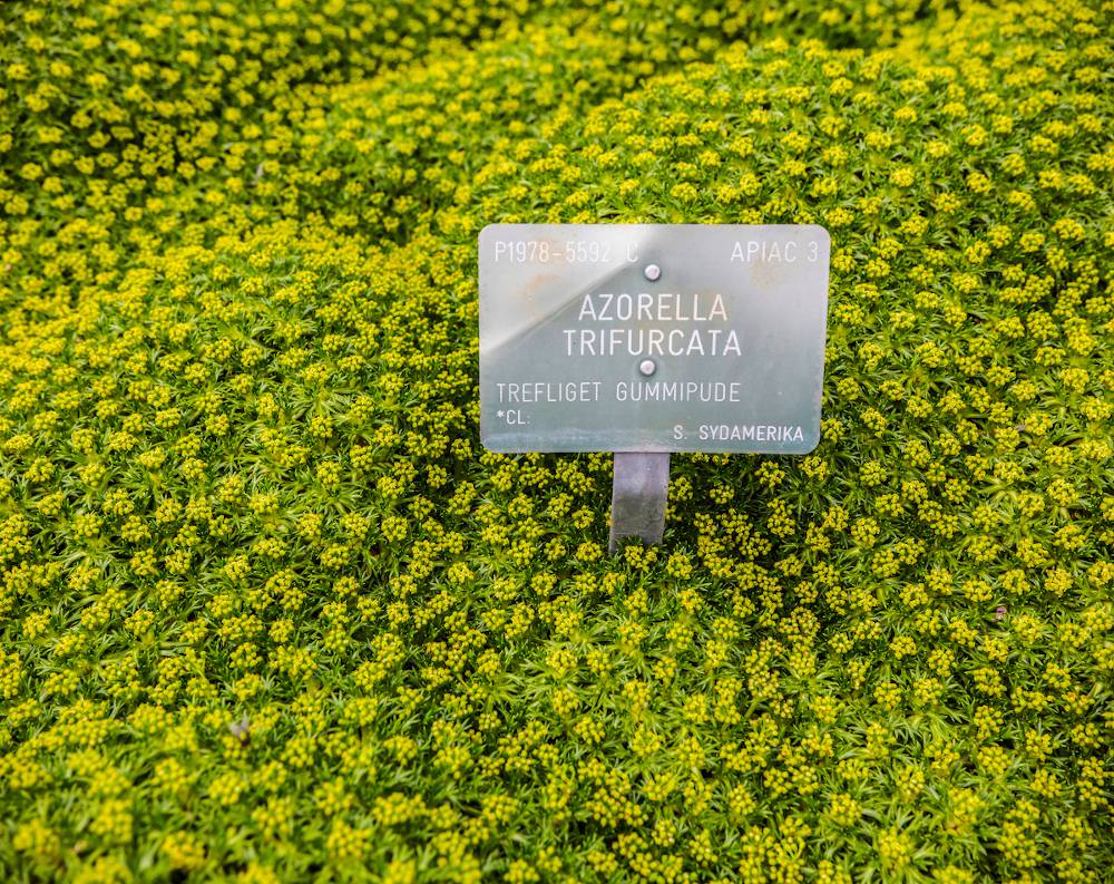 Azorelle - Azorella trifurcata