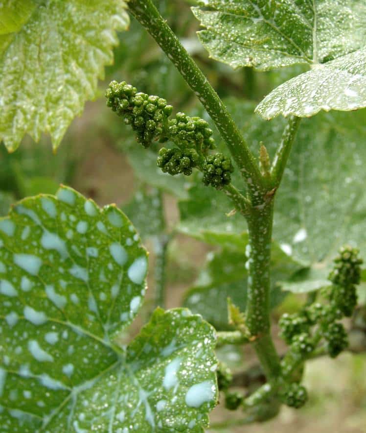 Comment bien utiliser la bouillie bordelaise ? - Gamm vert