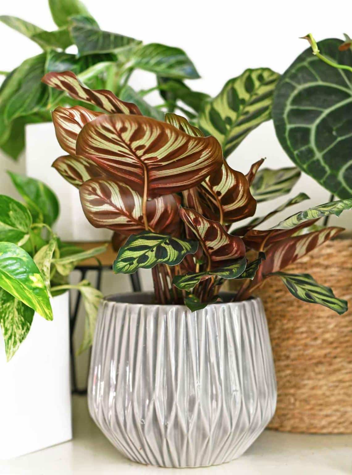 Calathea : culture, soins et conseils d'entretien
