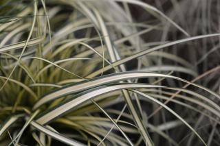 Carex hachijoensis Evergold