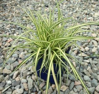 Carex hachijoensis Evergold en pot