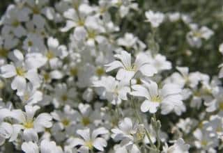 Cerastium ceraiste