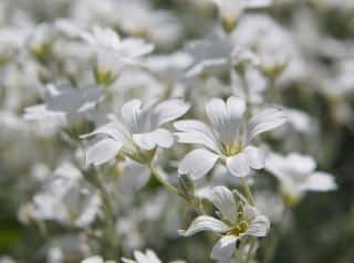 Cerastium ceraiste en fleur