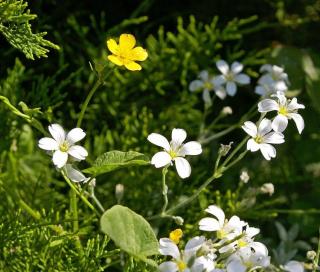 Cerastium ceraiste massif fleur