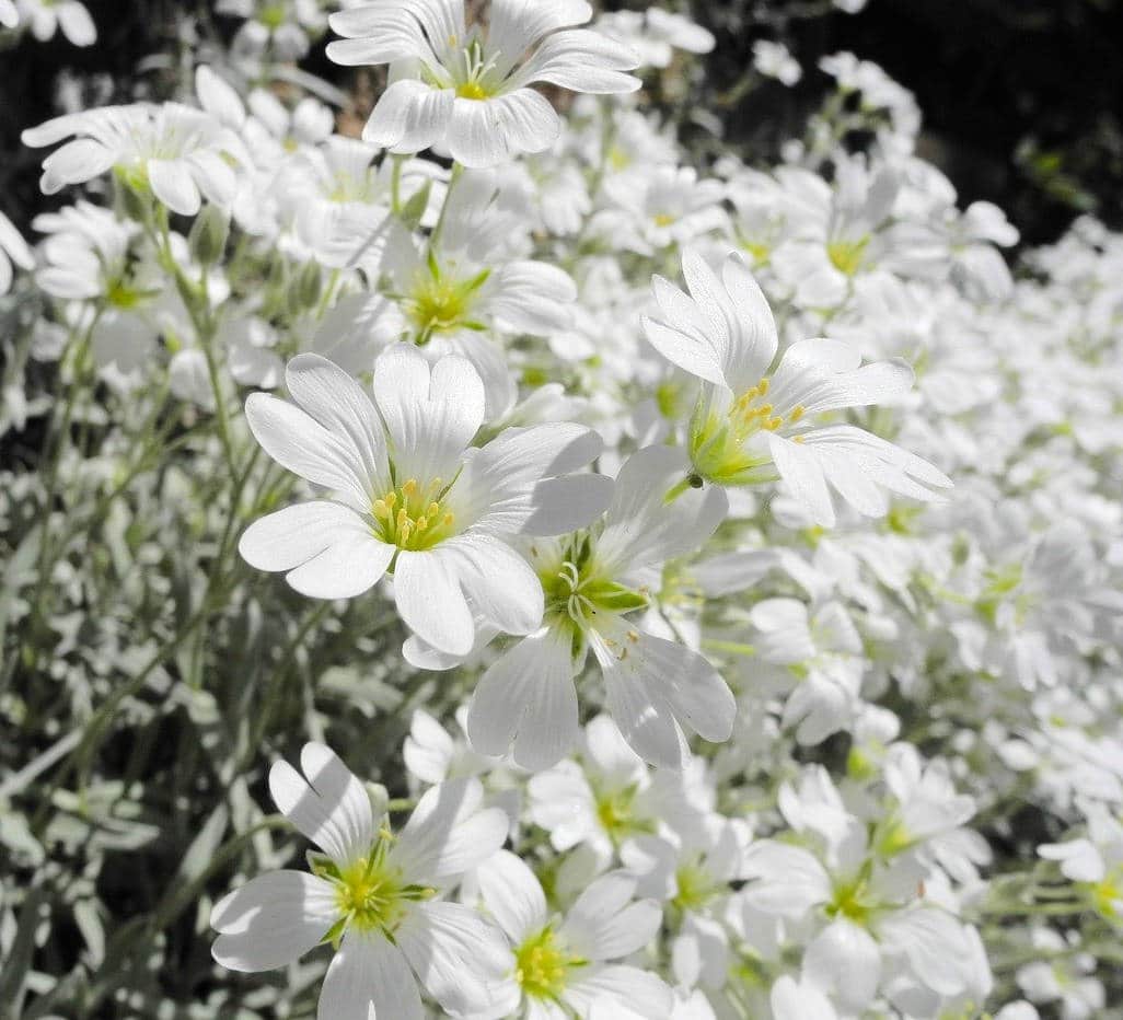 Cerastium tomentosum