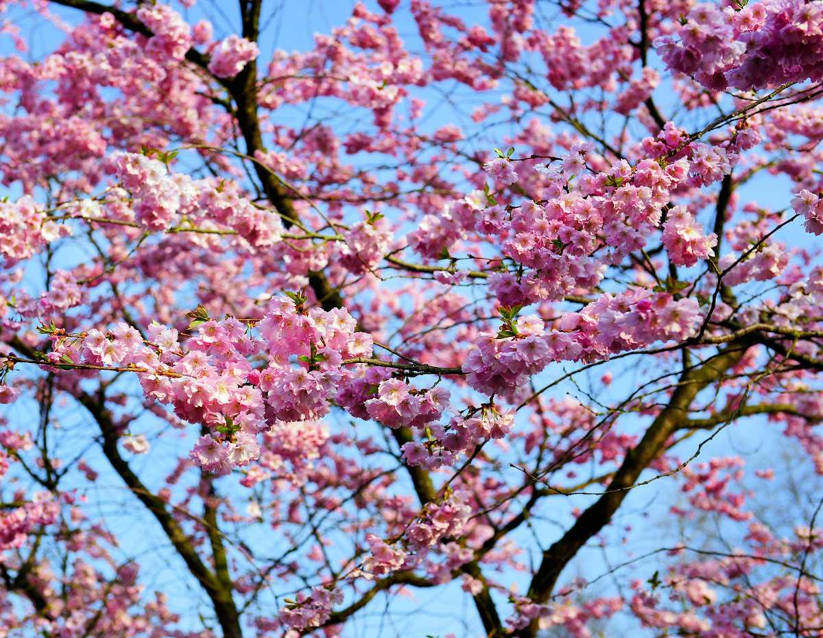 Arbre à fleurs de cerisier –