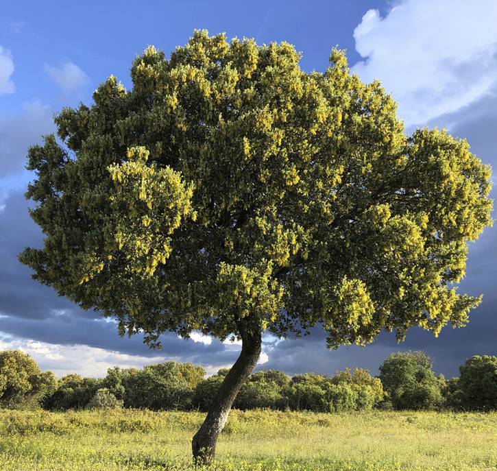 Chêne vert : plantation, taille et conseils d&#39;entretien