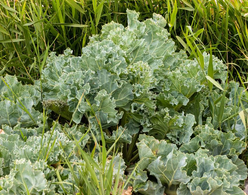 Chou marin - Crambe maritima