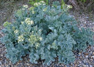 Crambe maritima - Chou marin