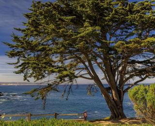 Cupressus macrocarpa - cypres lambert