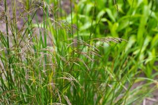 Deschampsia cespitosa - canche cespiteuse