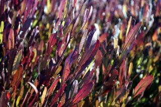 Dodonaea Viscosa 'Purpurea'