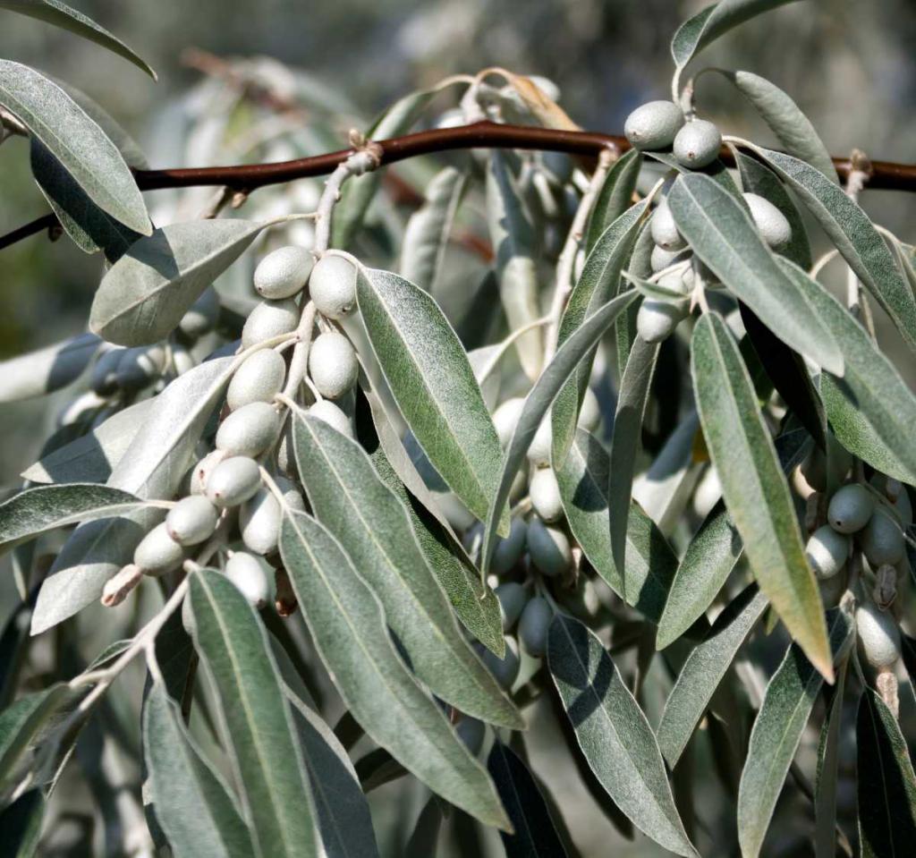 Elaeagnus angustifolia arbre