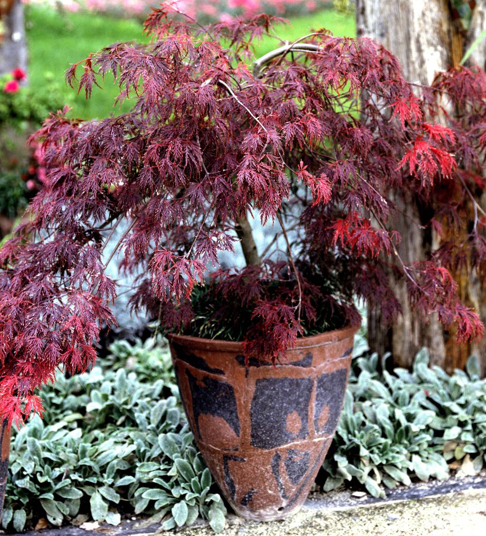 arbre pour petit jardin: érable du Japon à feuilles rouges  Arbres pour  petit jardin, Jardinière balcon, Erable du japon