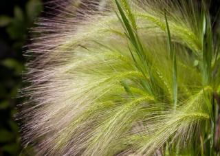 Hordeum jubatum