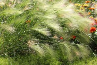 Hordeum jubatum massif